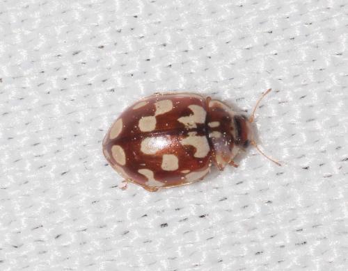 Myrrha octodecimguttata
